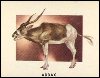 118 Addax